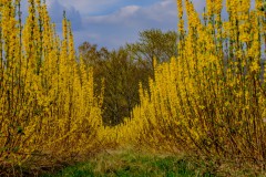 2021-04-03_Baldeneysee-1
