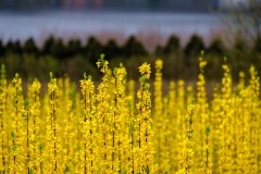 2021-04-03_Baldeneysee-3