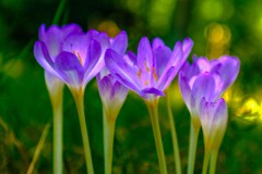 Blumen-mehr-6-6