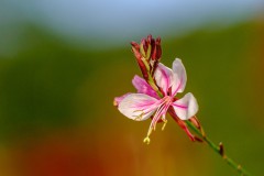 Blumen-und-mehr-2