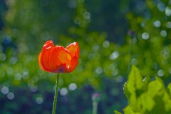 Blumen-und-mehr-3