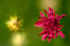 Blumen-und-mehr-4