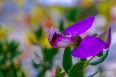 Blumen-und-mehr-5