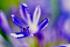 Blumen-und-mehr1