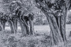 2020-05-10_friesheim_kw19-64-von-67-Bearbeitet-Bearbeitet