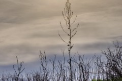 2021-01-20_halde-norddeutschland_6