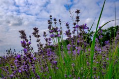 2022-lavendel-4