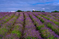 2022-lavendel-6