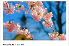 Kirschbluete-2