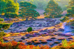 Wacholdergeschichte12