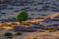 Wacholdergeschichte13