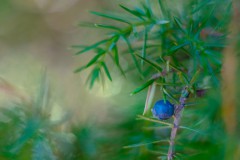 Wacholdergeschichte14