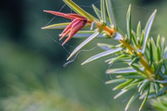 Wacholdergeschichte15