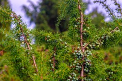 Wacholdergeschichte16