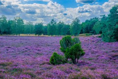 wacholdergeschichte22-18